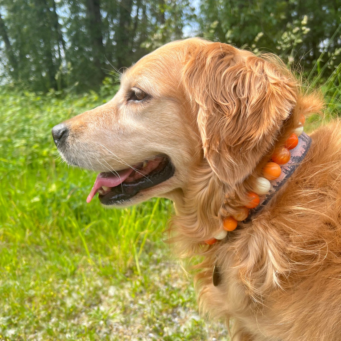 Dog with a beaded collar looking up outdoors