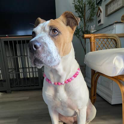 Dog wearing a pink collar sitting on a wooden floor in a home setting