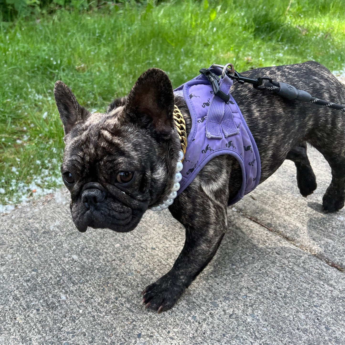 Frenchie walking wearing an acrylic beaded slip on pearl dog collar.