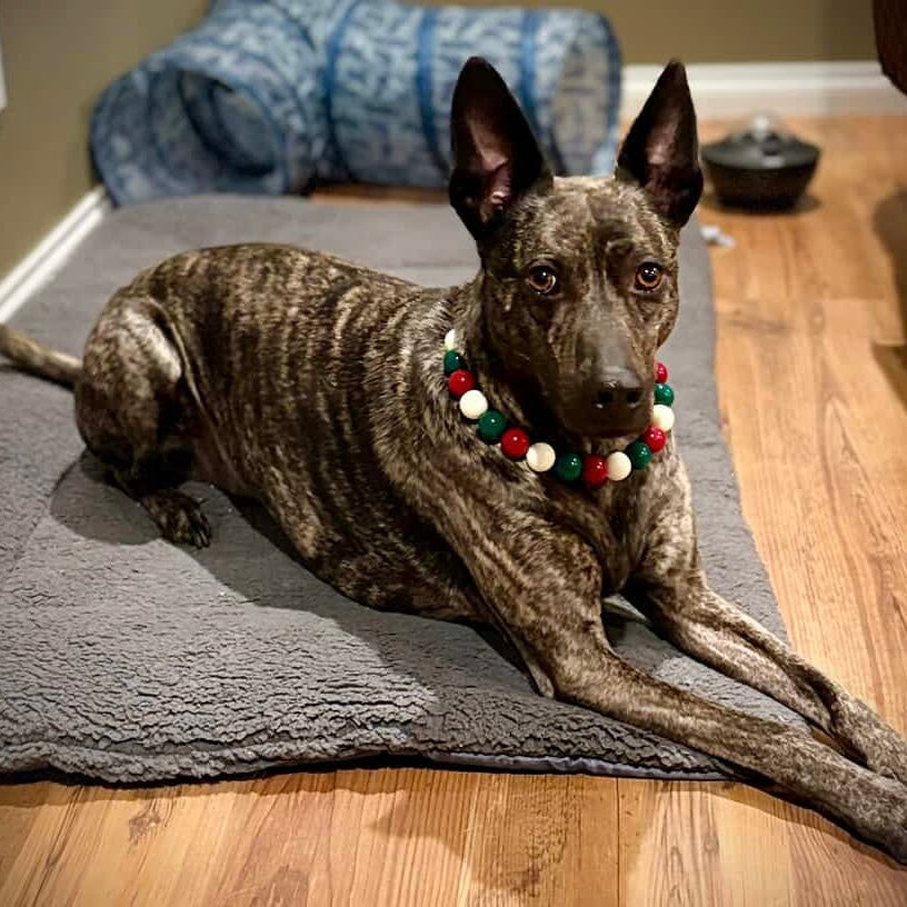 Dog wearing a colorful collar on a wooden floor with a rug