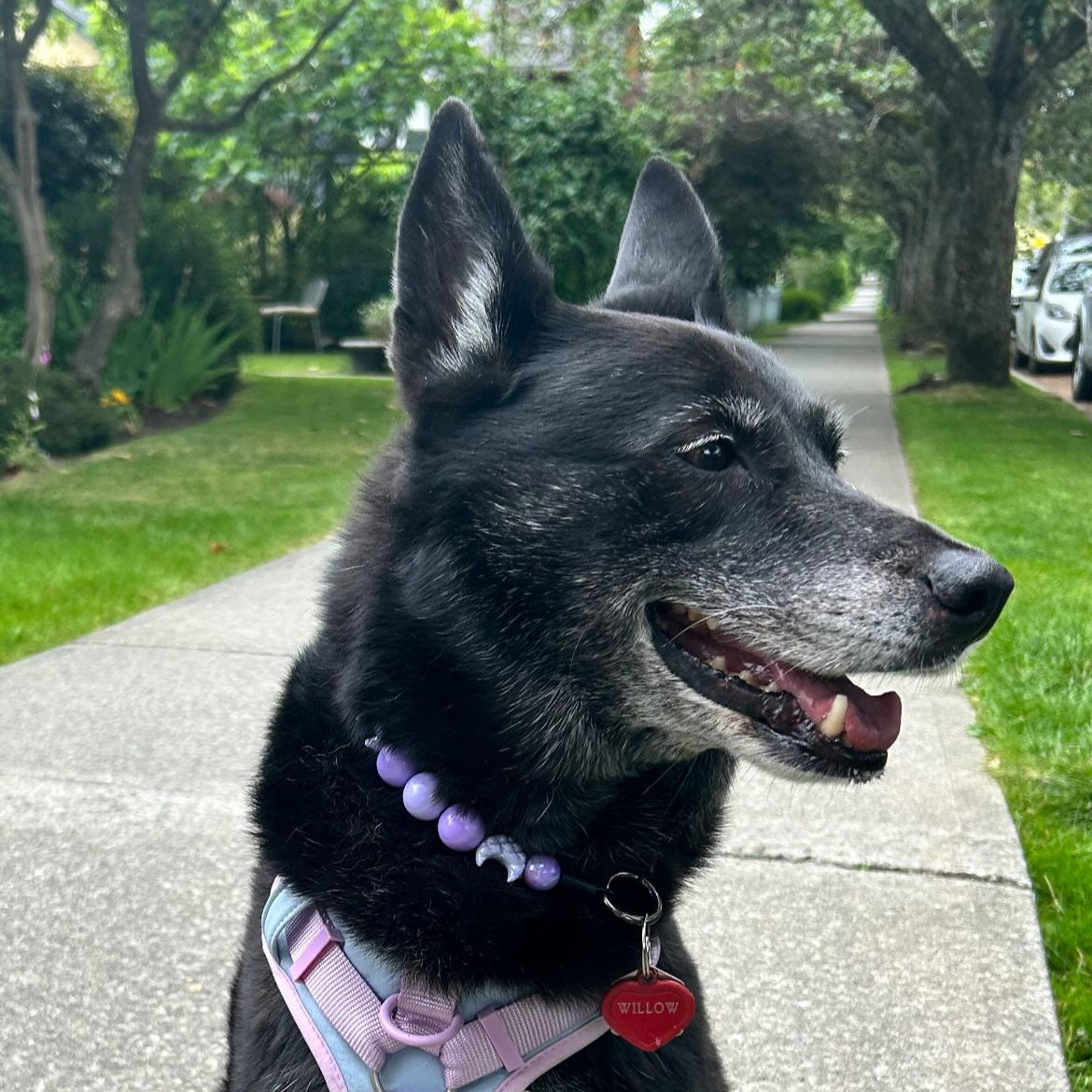 Dog on a leash sitting on a sidewalk with greenery in the background