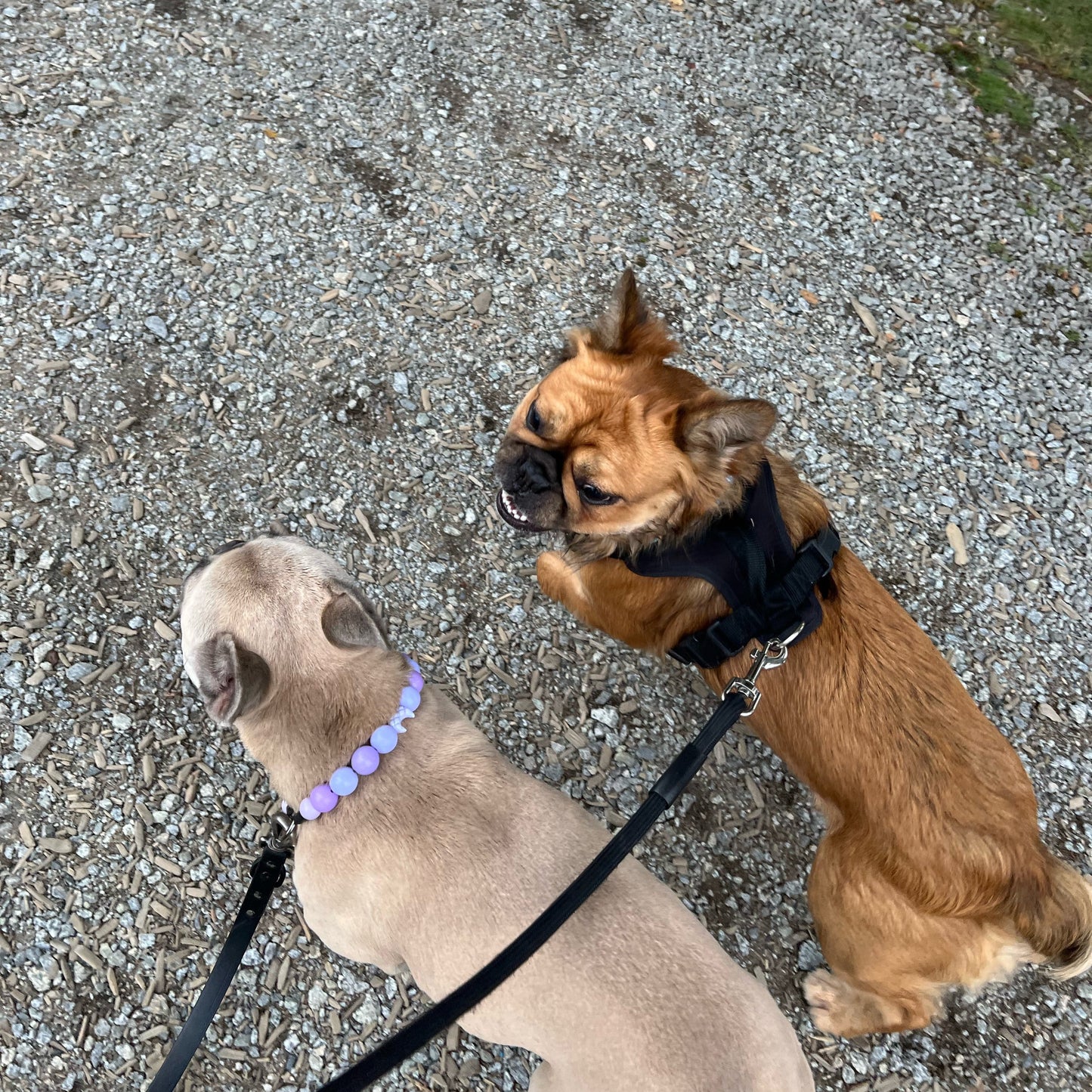 Two dogs on a leash standing on a gravel path