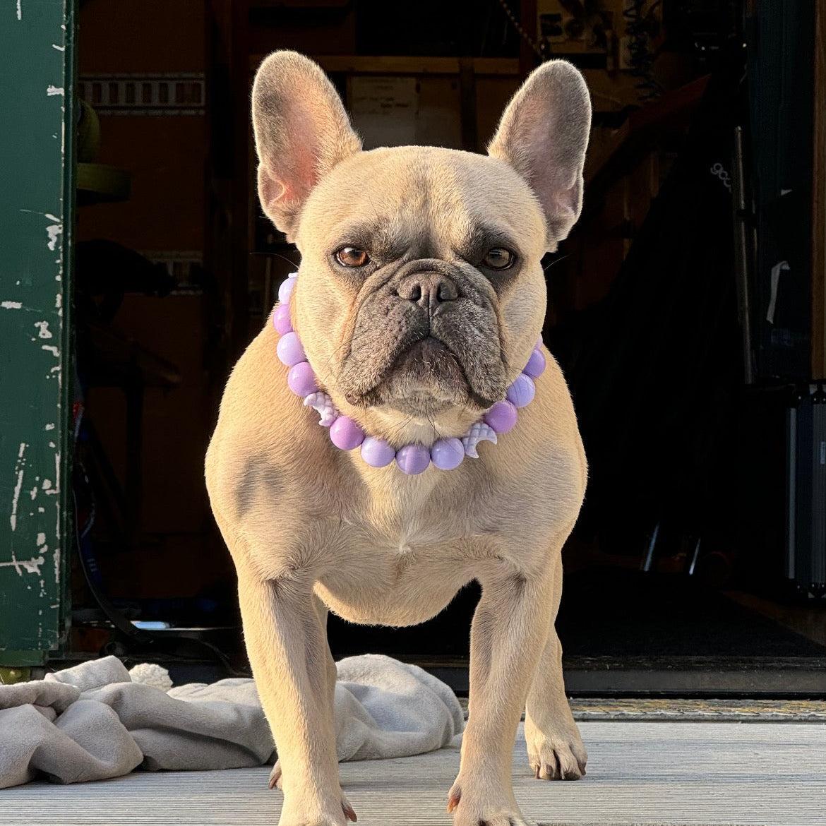 Dog wearing a purple collar standing on a wooden floor with a dark background