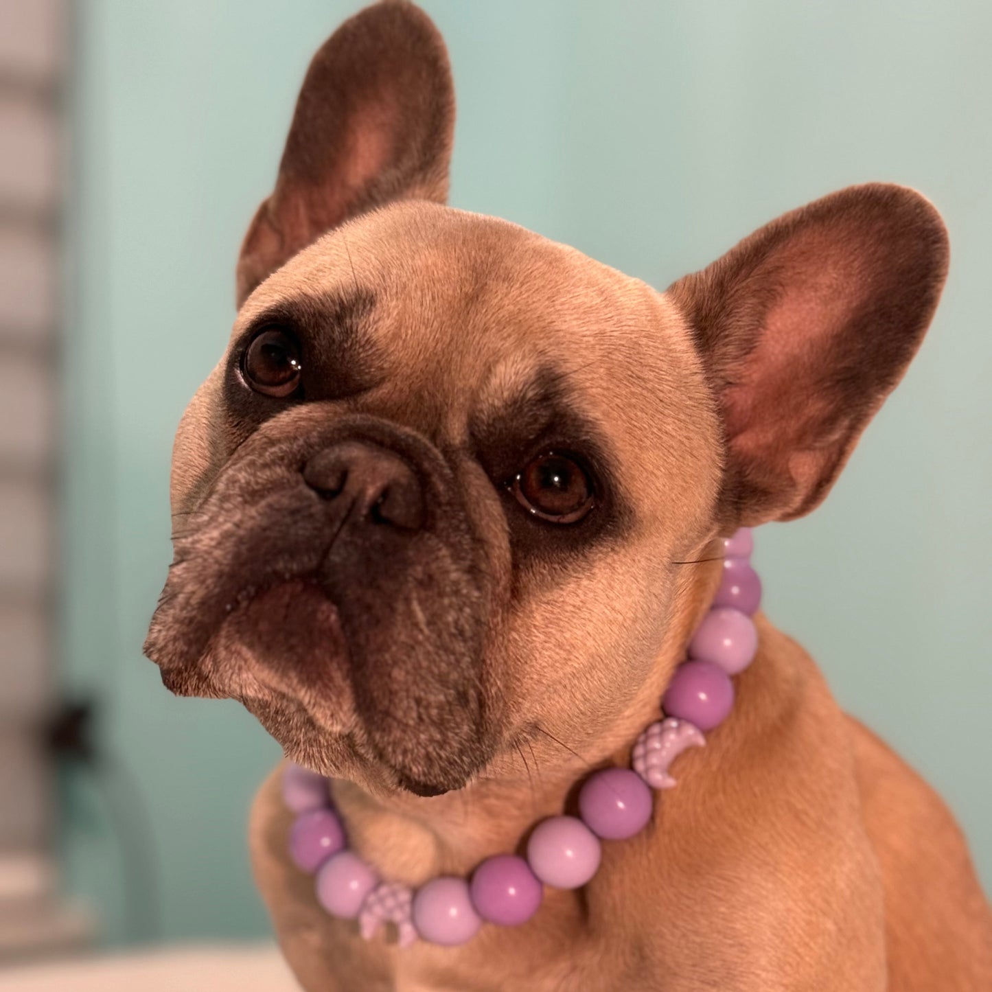 Dog wearing a purple beaded collar against a light blue background