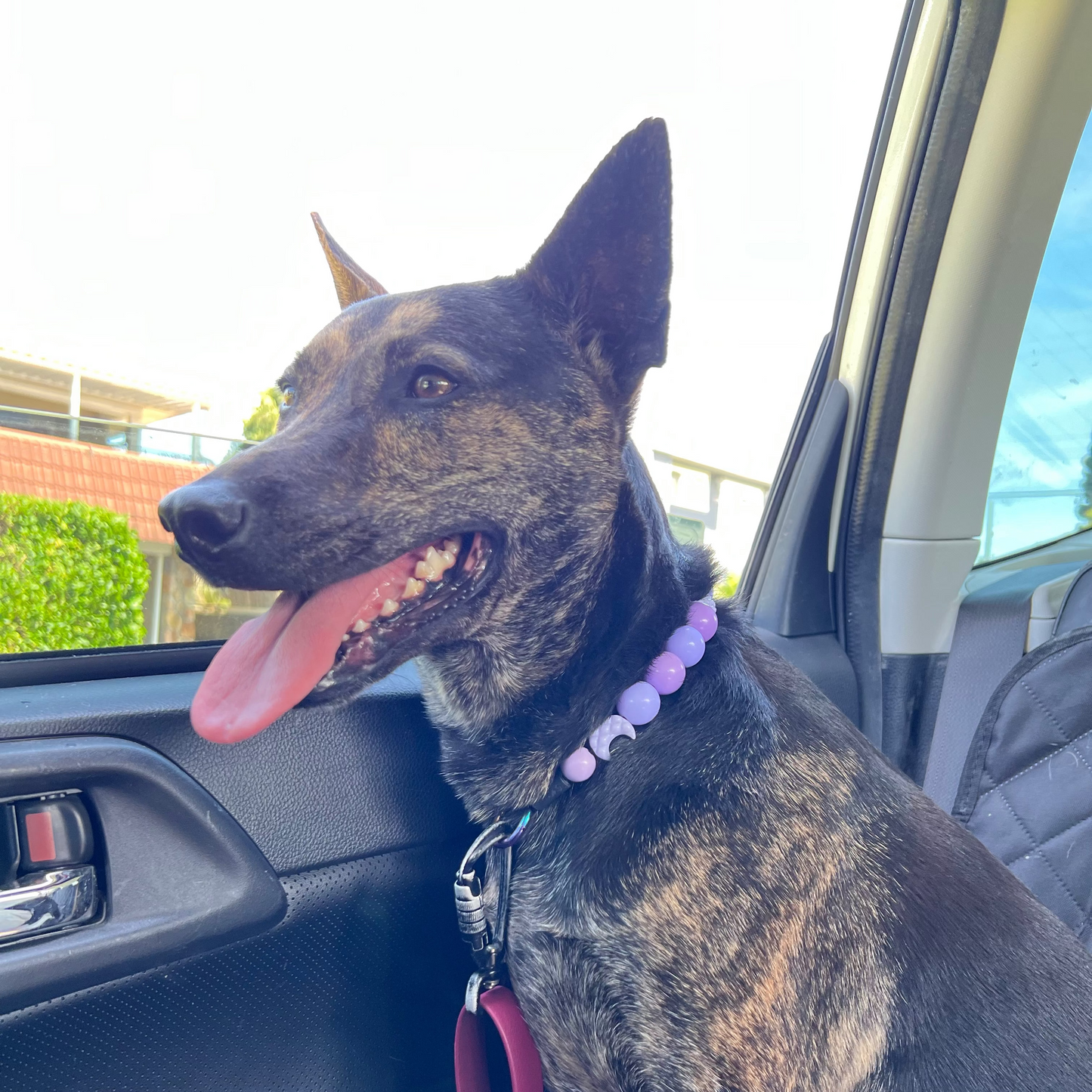 Dog sitting in a car with a purple collar and leash.