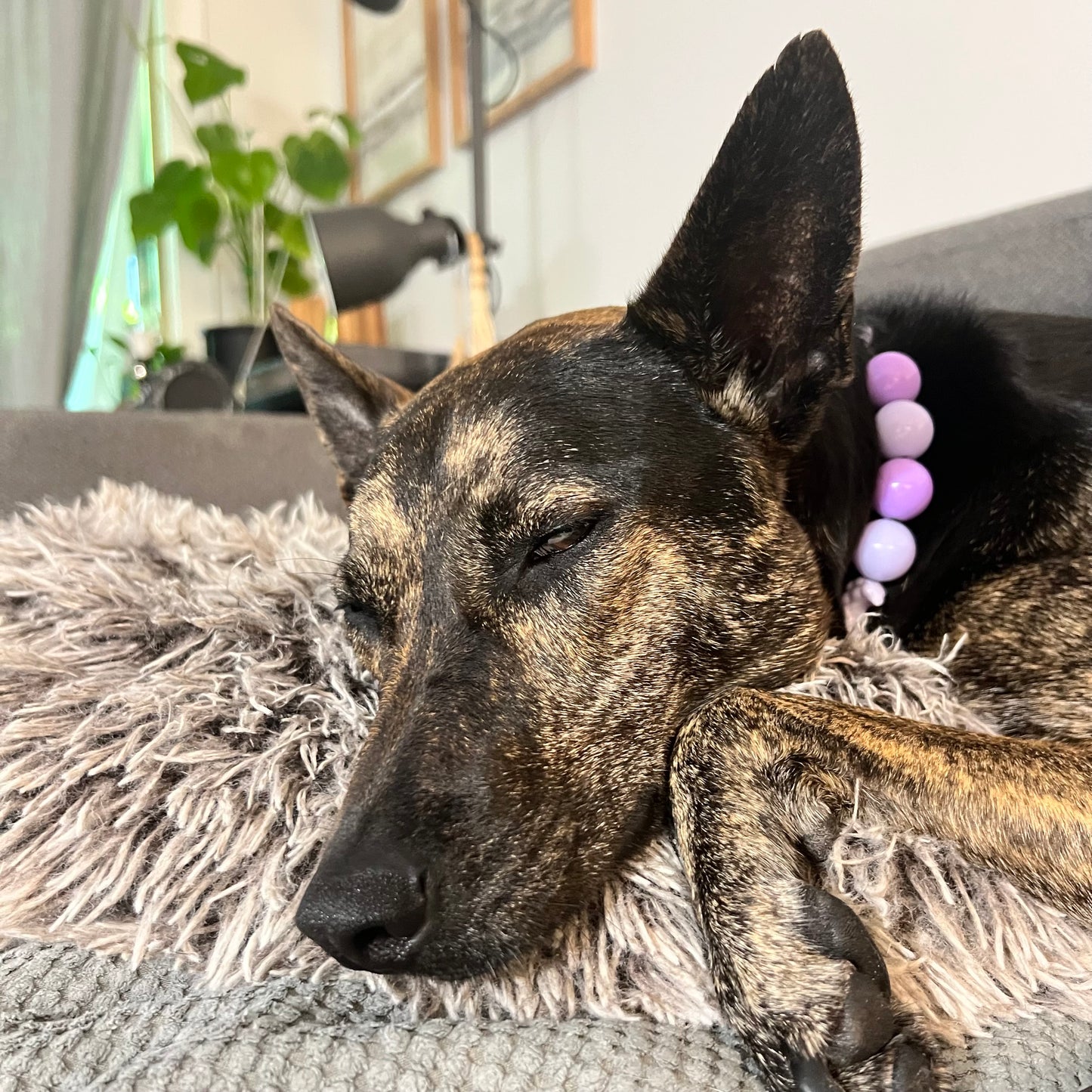 Dog lying on a couch with a fluffy blanket, wearing a collar with beads.