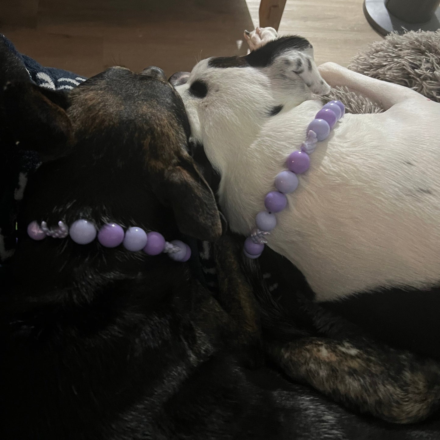 Snuggle - Moonlight Purple - slip on Beaded dog Collar - Made with alternating purple acrylic beads mixed with faceted purple crescent moon beads - aircraft stainless steel and a o ring - Durable - handmade - customizable - comfortable