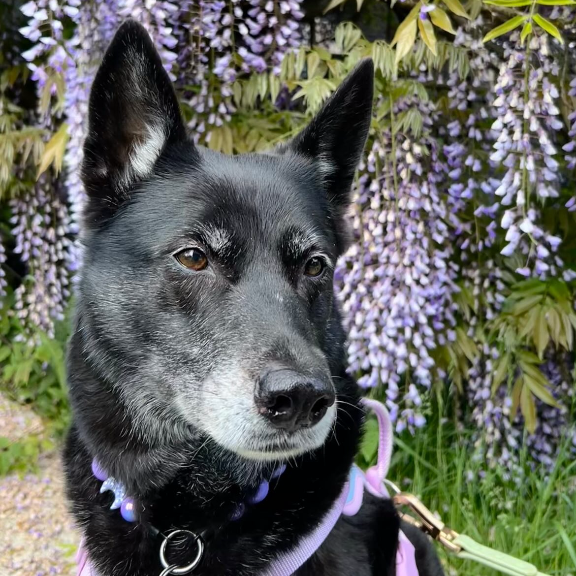 Dog standing in front of wisteria flowers with a messaging interface overlay.