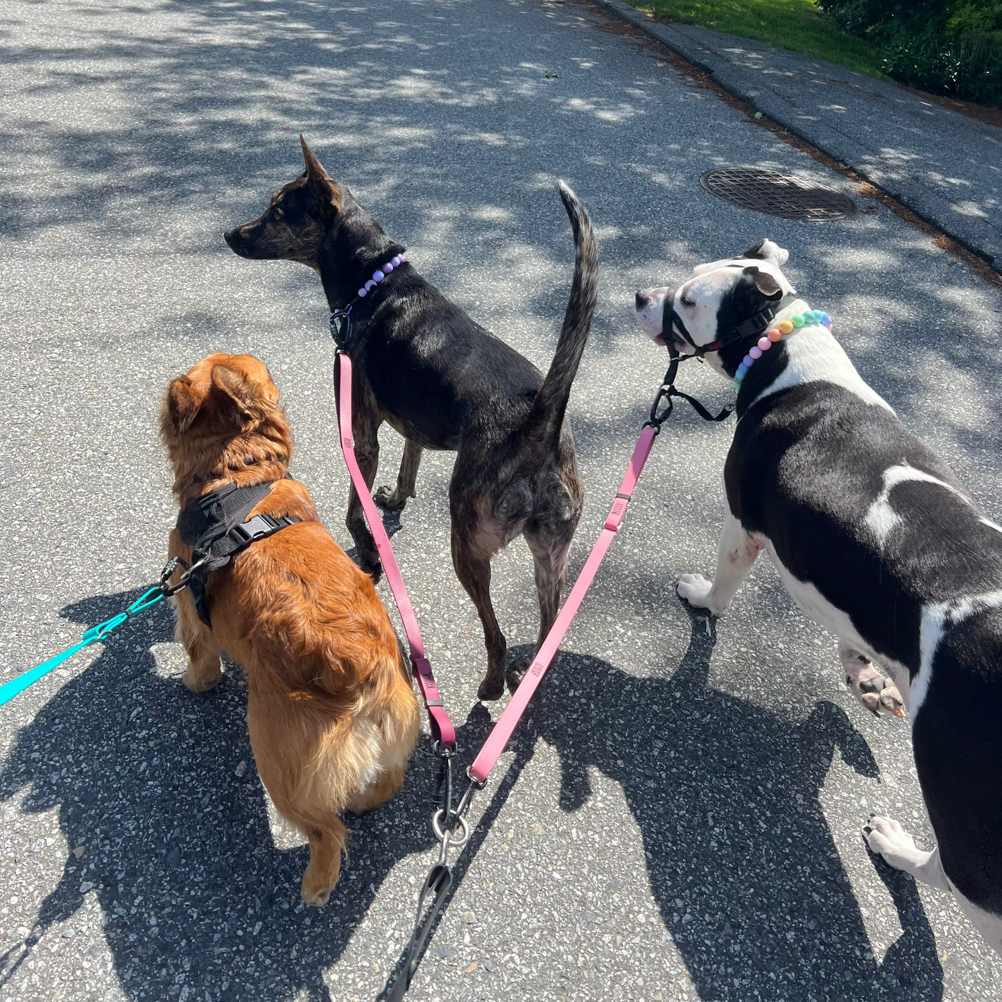 Three dogs on leashes walking down a suburban street.