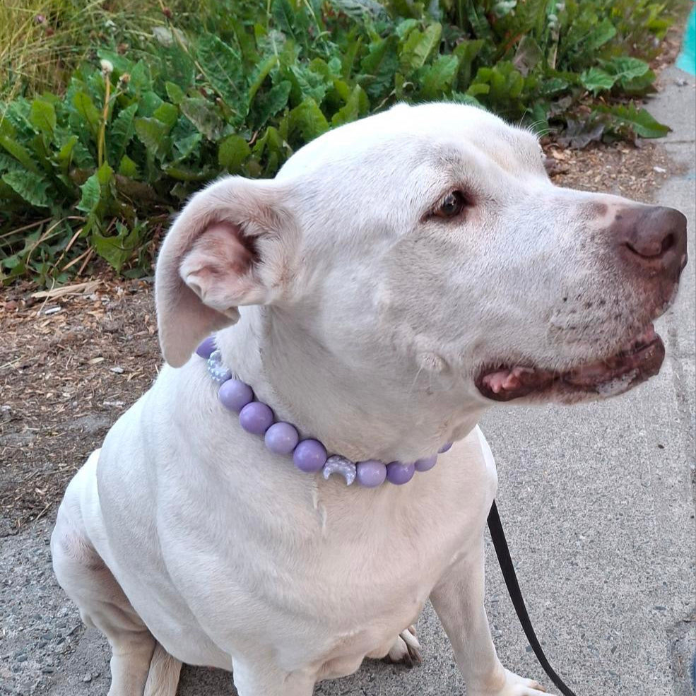 White dog with a purple collar sitting on a concrete surface with greenery in the background