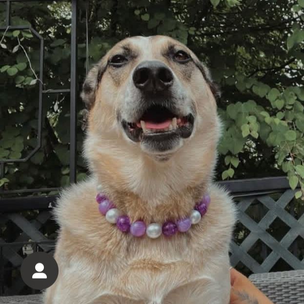 Dog wearing a purple and white beaded collar outdoors with greenery in the background
