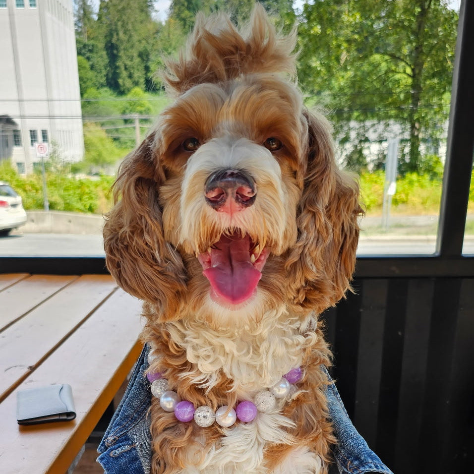 Dog wearing a denim jacket with a blurred outdoor background