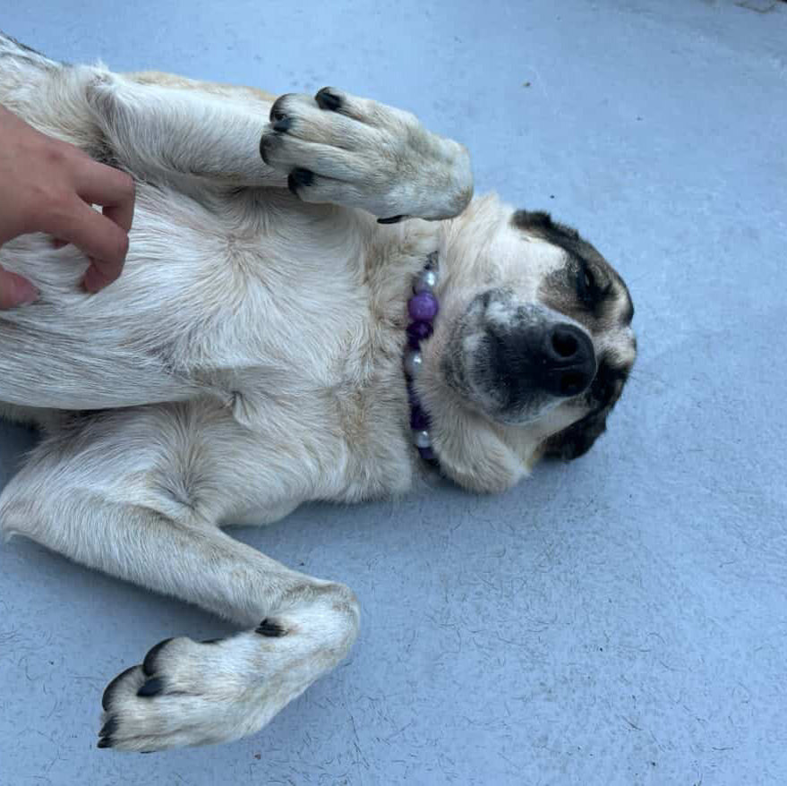Dog lying on its back with a person petting its belly on a concrete surface