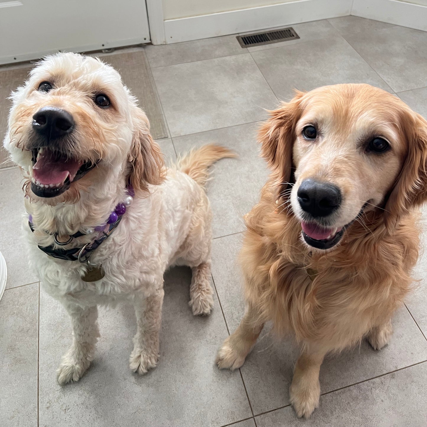 Two golden retrievers standing on a tiled floor.