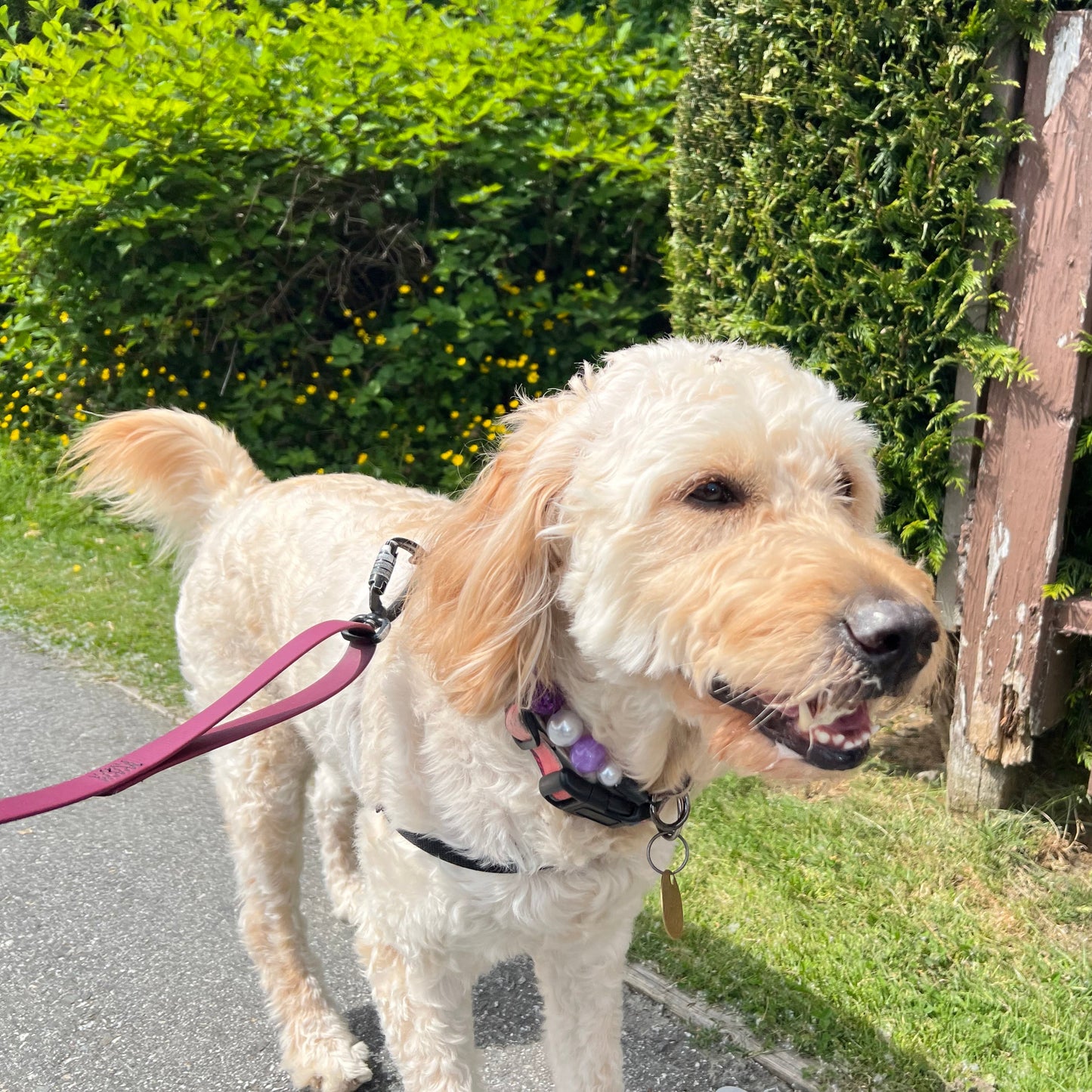 Dog on a leash looking up, with grass and a wooden structure in the background
