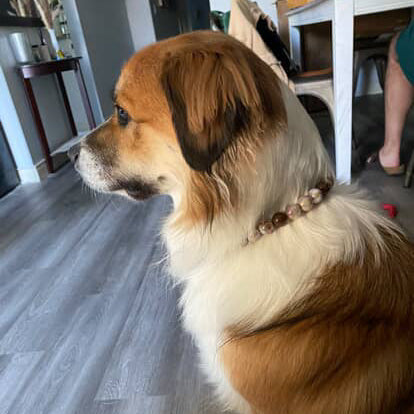 Dog with a collar standing on a wooden floor indoors