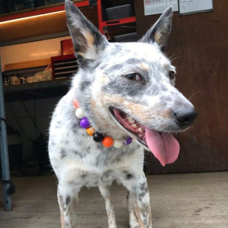 Cattle Dog Wearing the Orange, Black, Purple and White Beaded Pet Collar