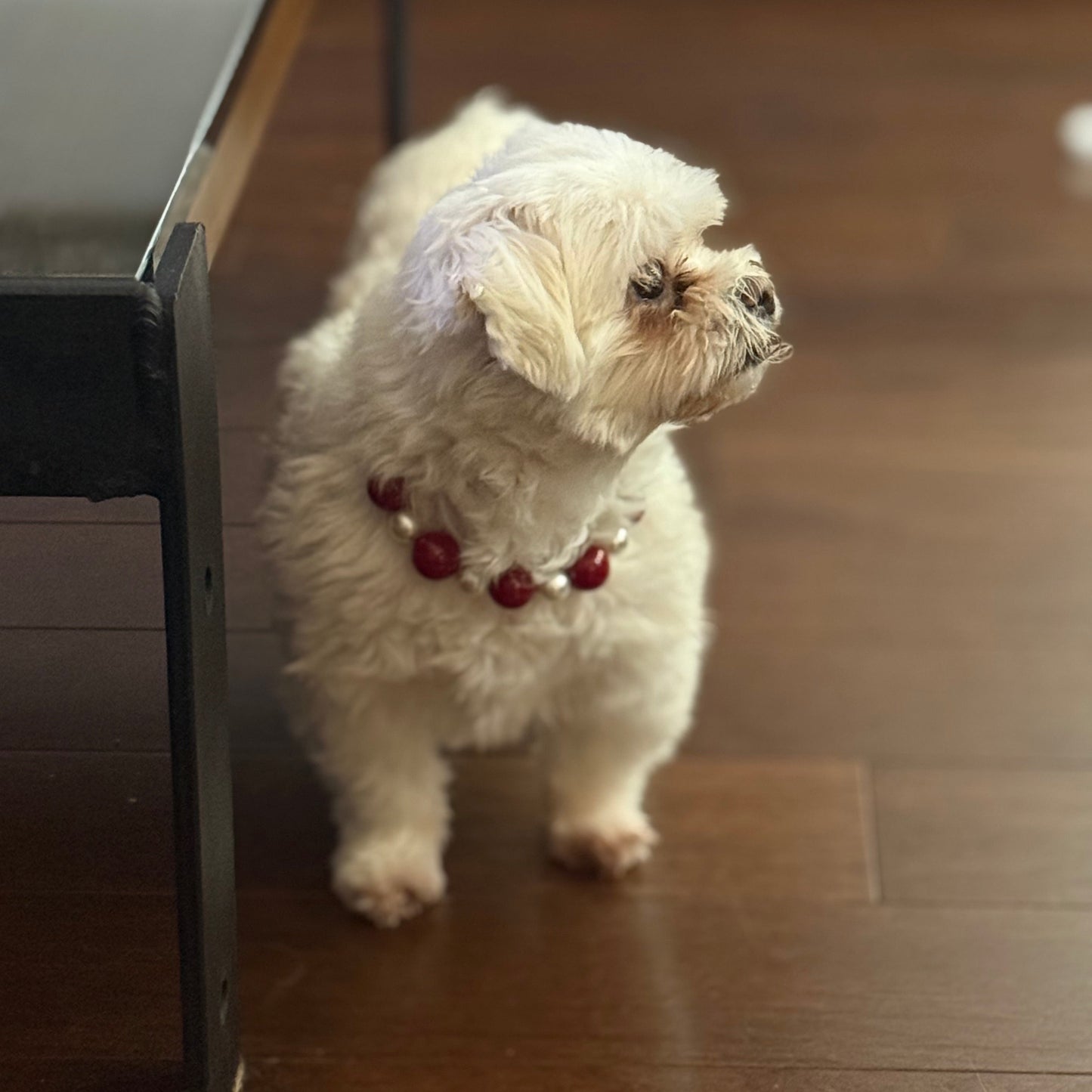 Small white dog standing on a wooden floor wearing a red collar.