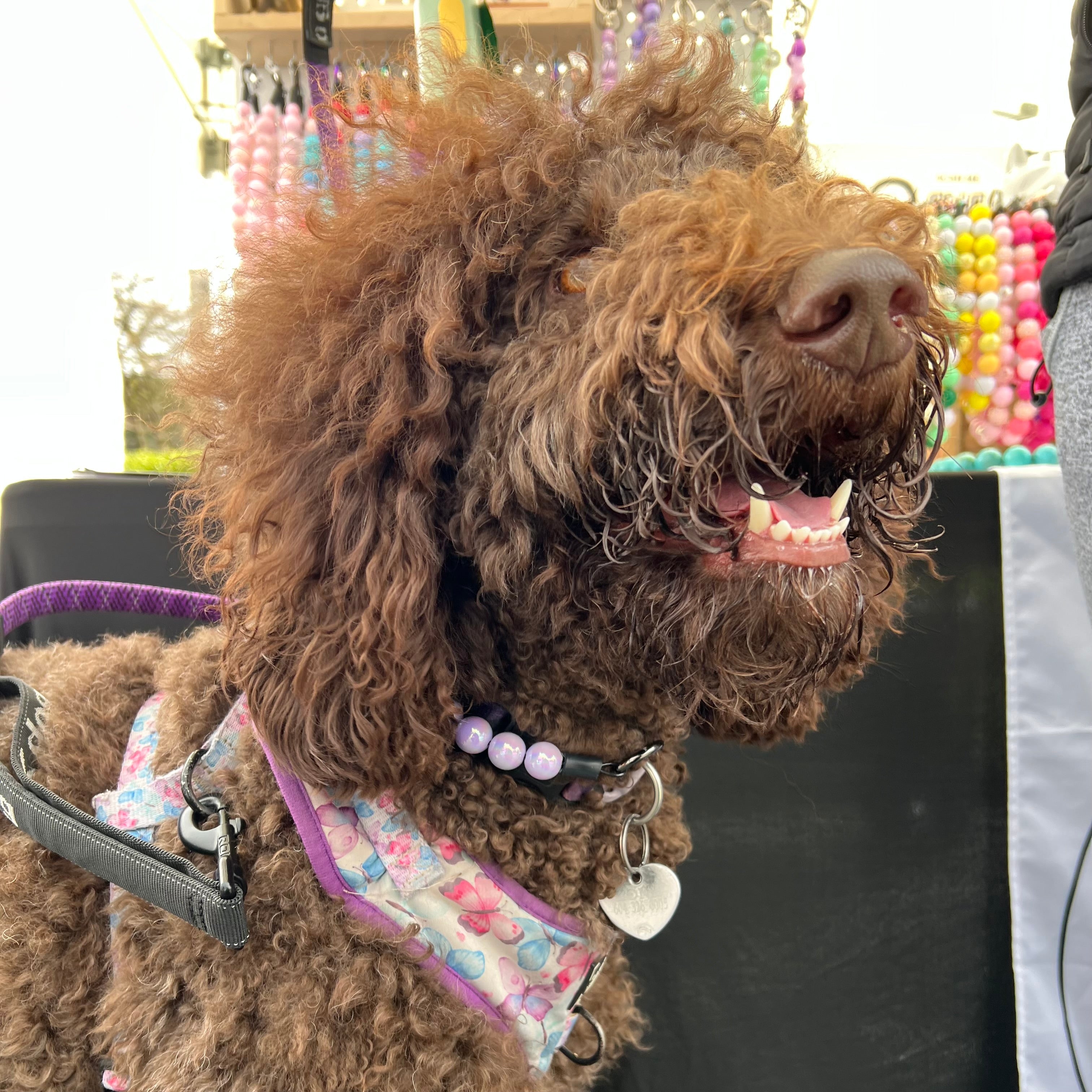 Brown curly-haired dog wearing a colorful harness with a blurred background of colorful beads.