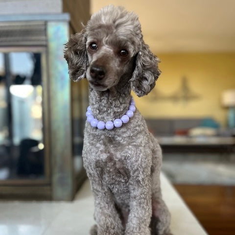 Gray poodle wearing a purple collar in an indoor setting