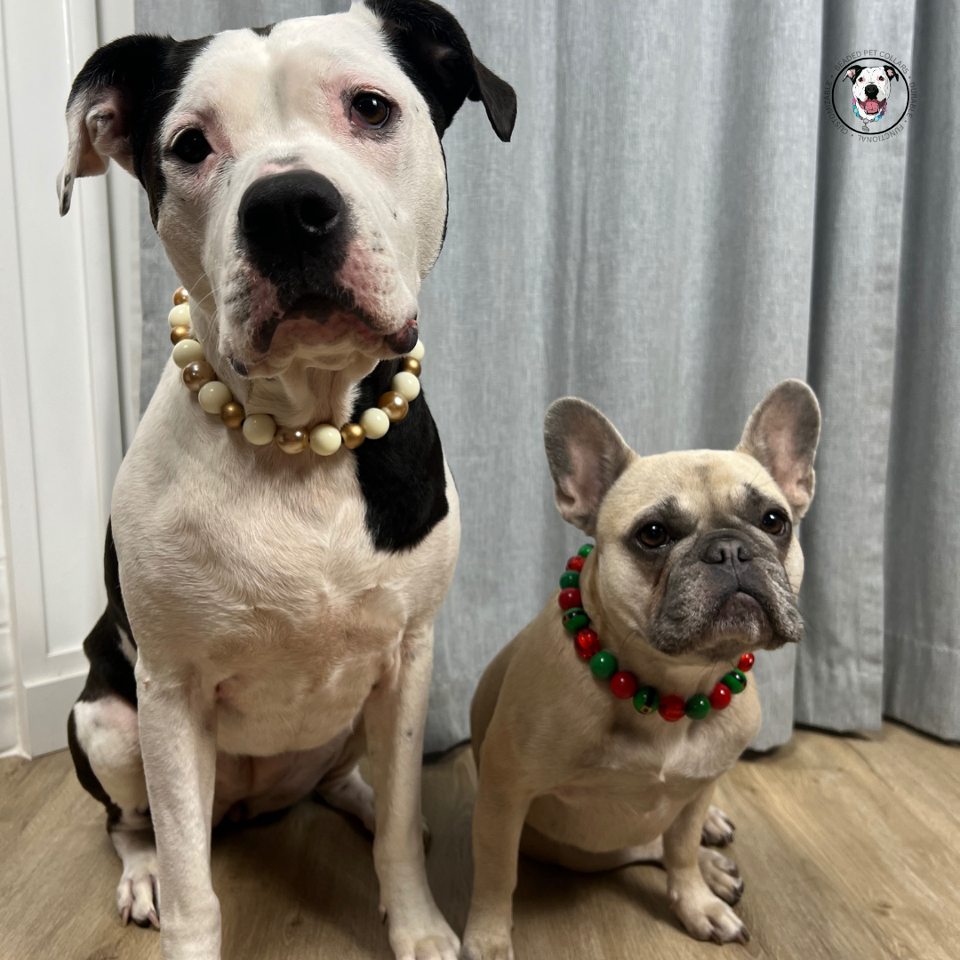 Black and white dog wearing The Nutcracker - Winter Theme - Christmas Collection - Handmade Slip on Beaded Pet Collar made with alternating gold and white acrylic beads