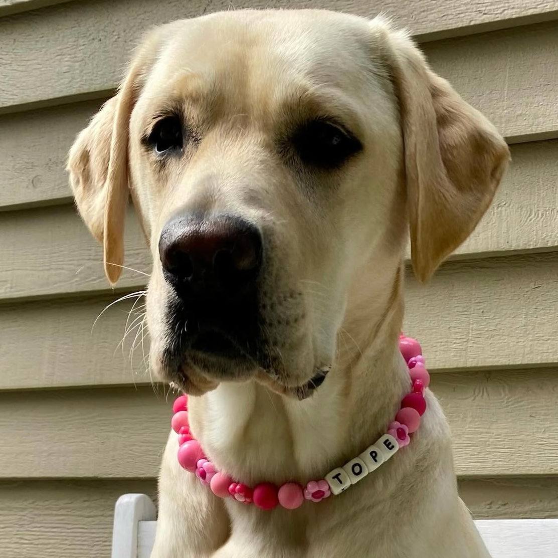 Dog wearing a pink beaded collar with a name tag in front of a beige wall.