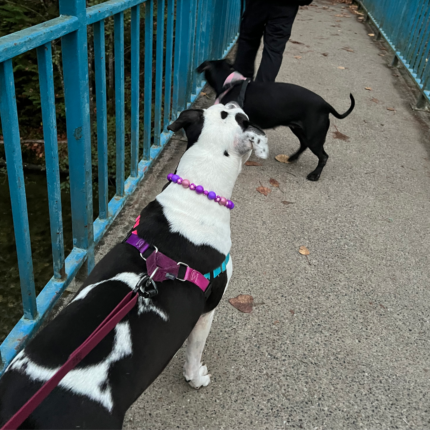 Two-dogs-walking-on-a-bridge