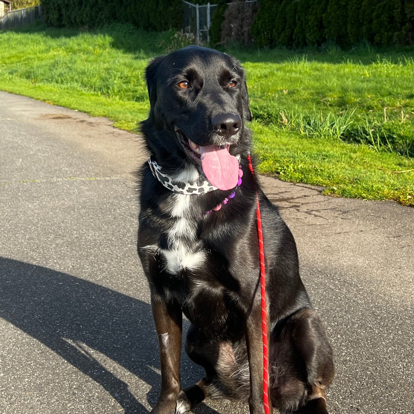 Black dog sitting on a paved path with grass and bushes in the background