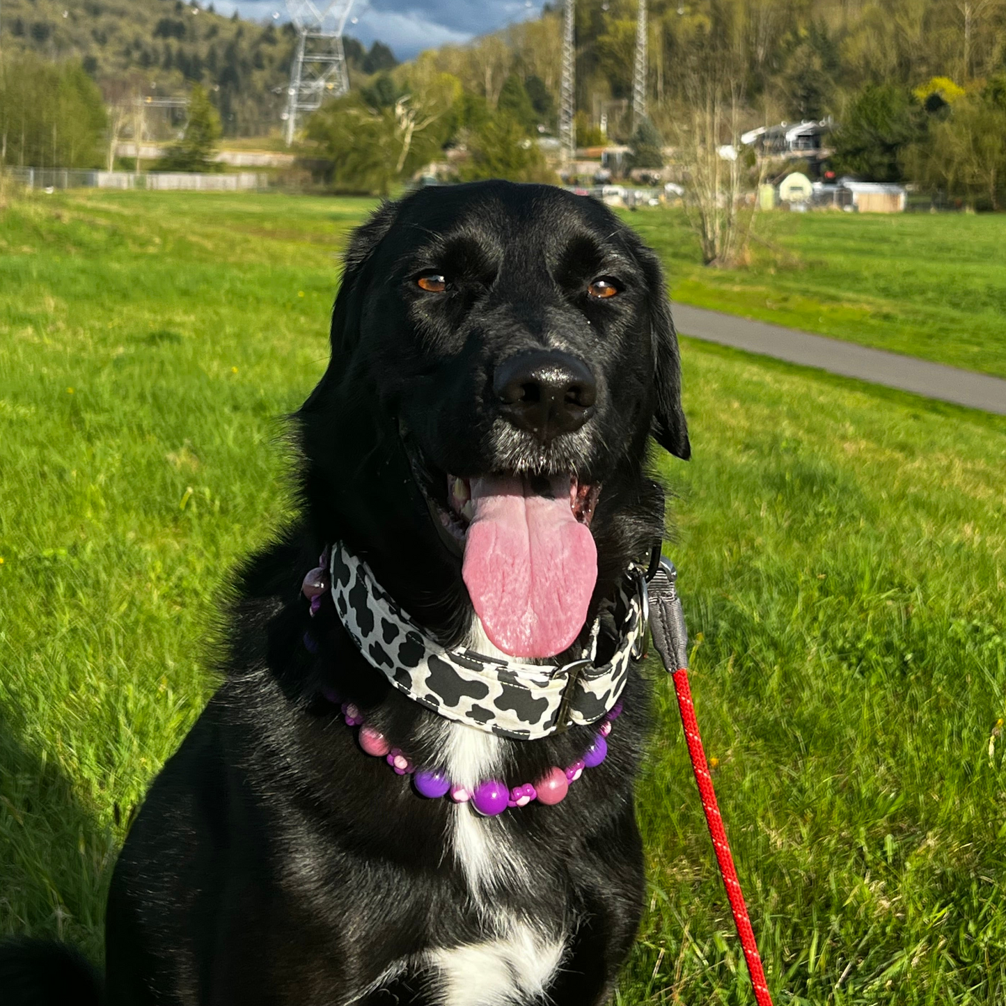 Black dog with a pink tongue sitting in a grassy field with a ferris wheel in the background