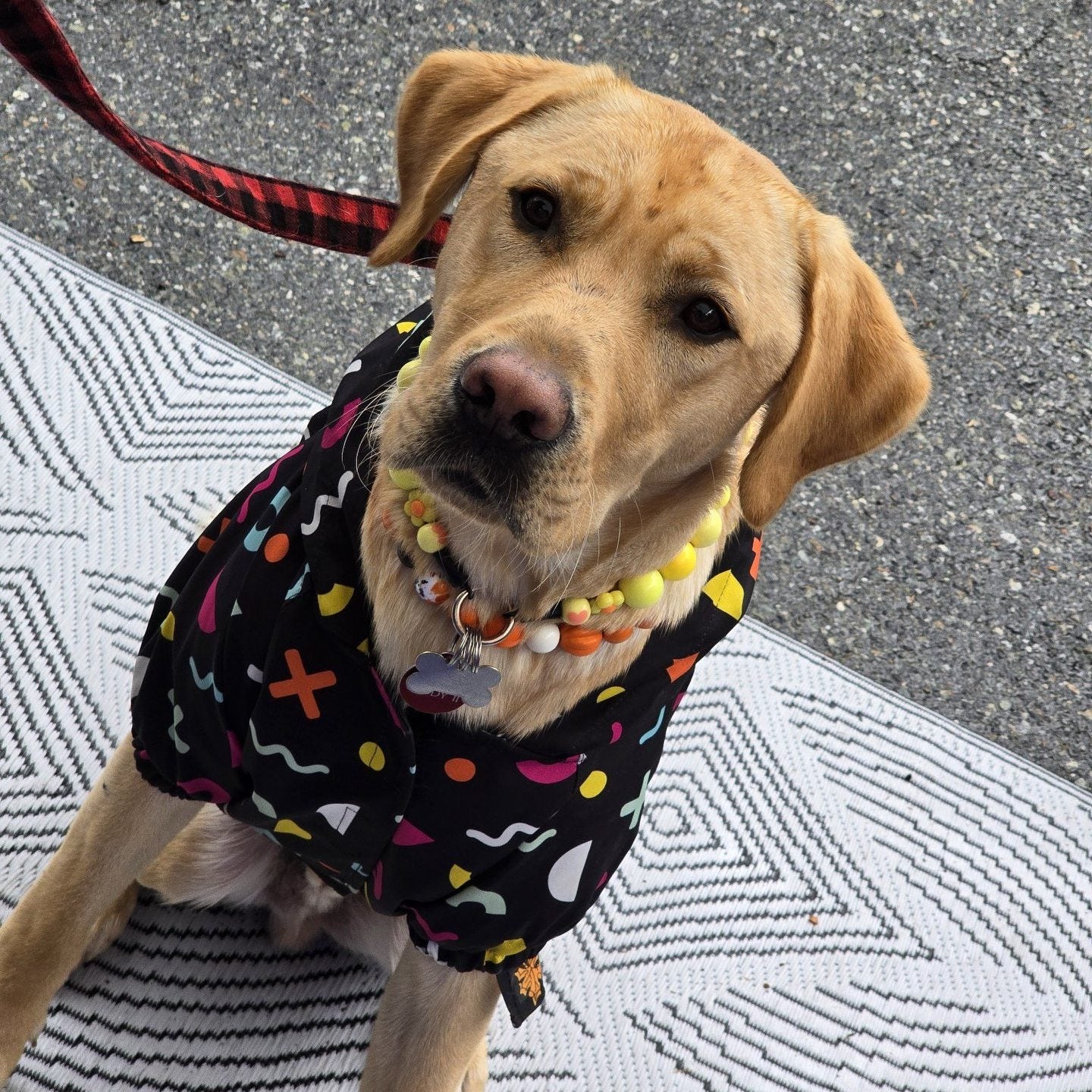 Dog wearing a colorful sweater on a leash, standing on a textured surface.