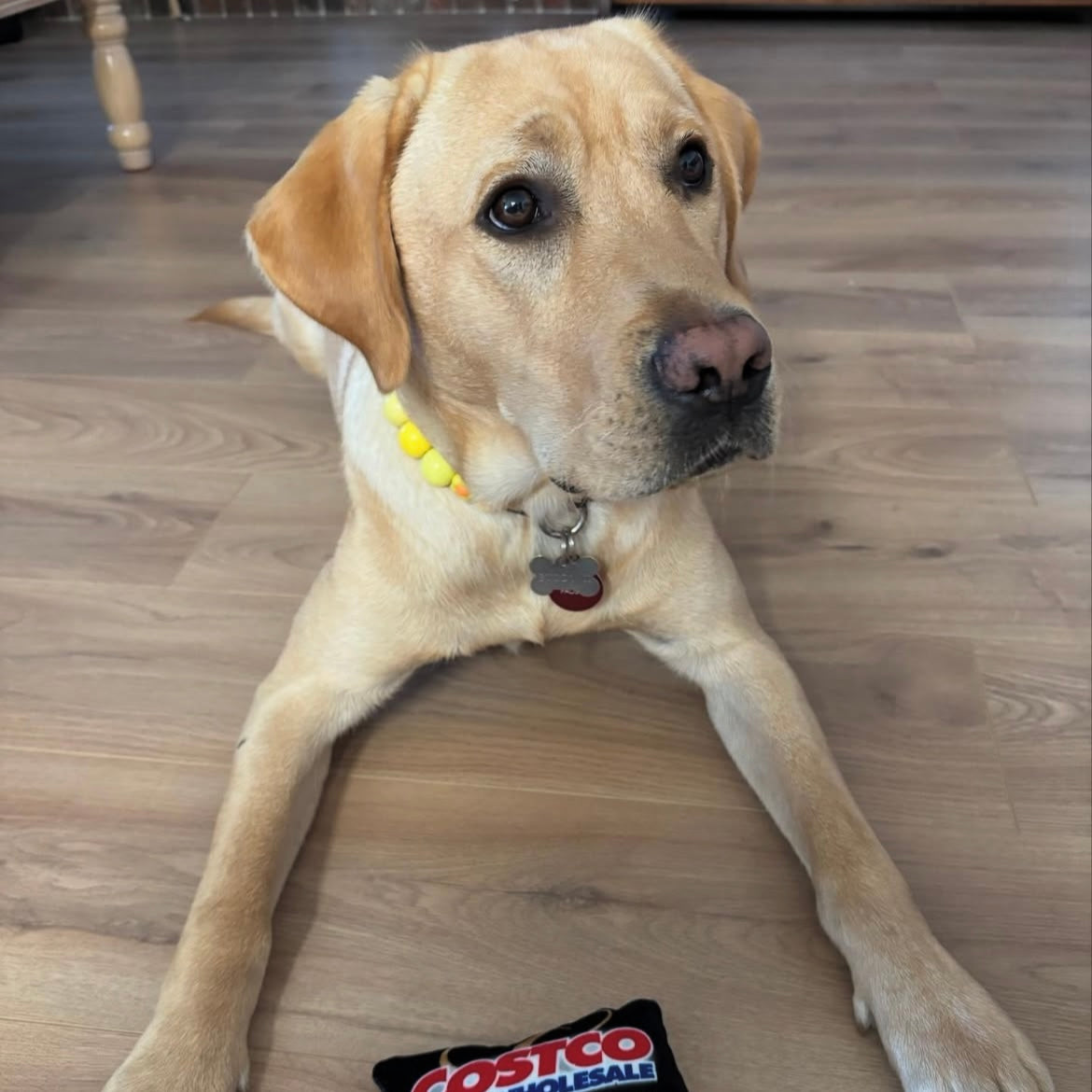 Dog sitting on a wooden floor with a Costco bag in the background