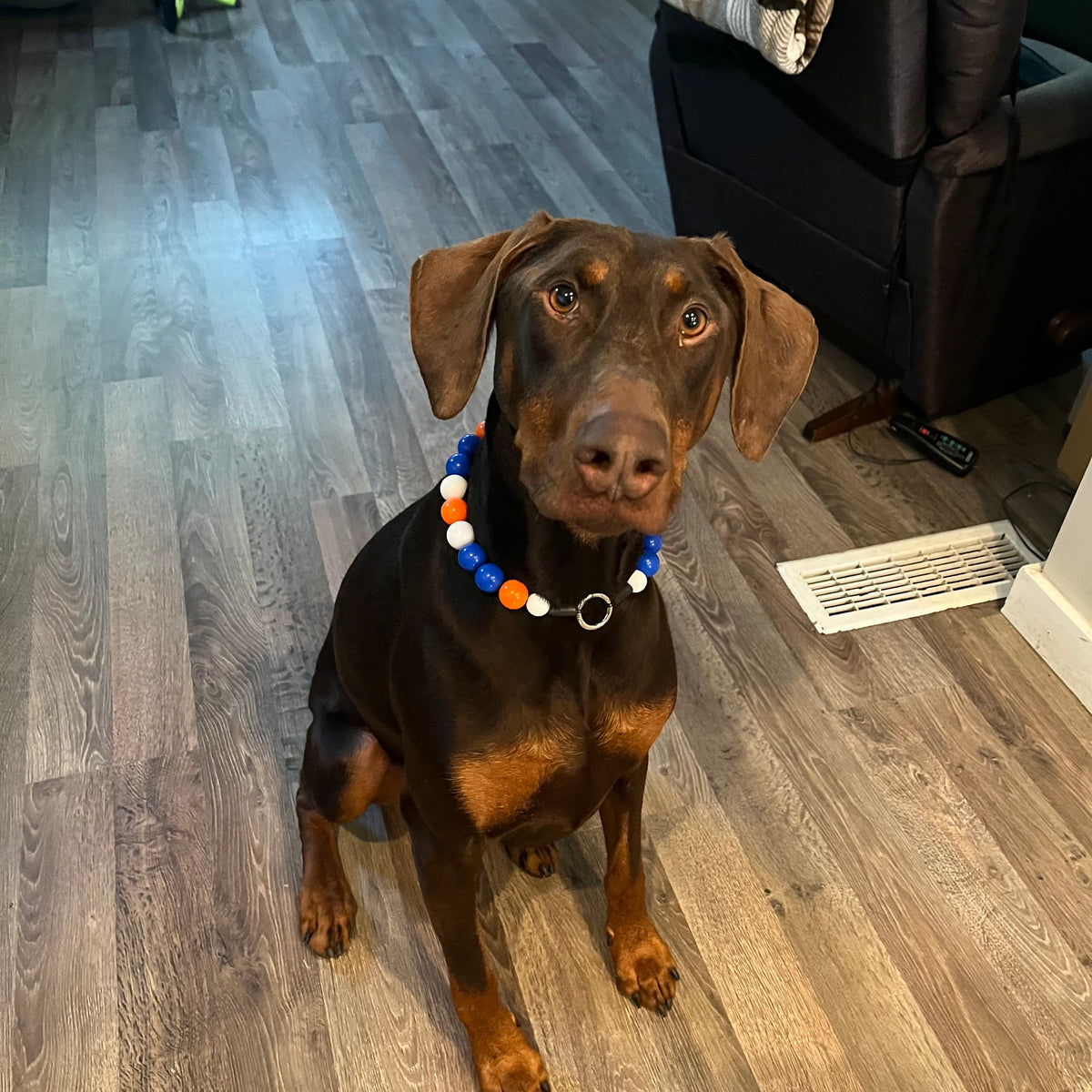 POPNCO Oilers Beaded pet Collar NHL Game Day team Colors Collection Orange, Blue and White Acrylic Solid beads on Aircraft Grade Stainless Steel WireDog wearing a colorful collar sitting on a wooden floor. POPNCO