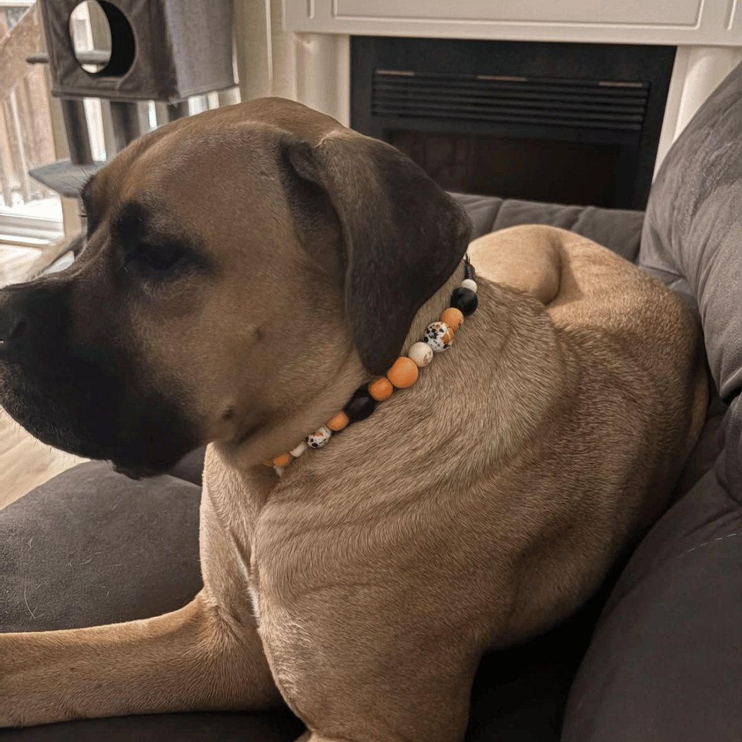 A tan dog sitting on a gray couch wearing a beaded collar with orange, black, and white skull beads.