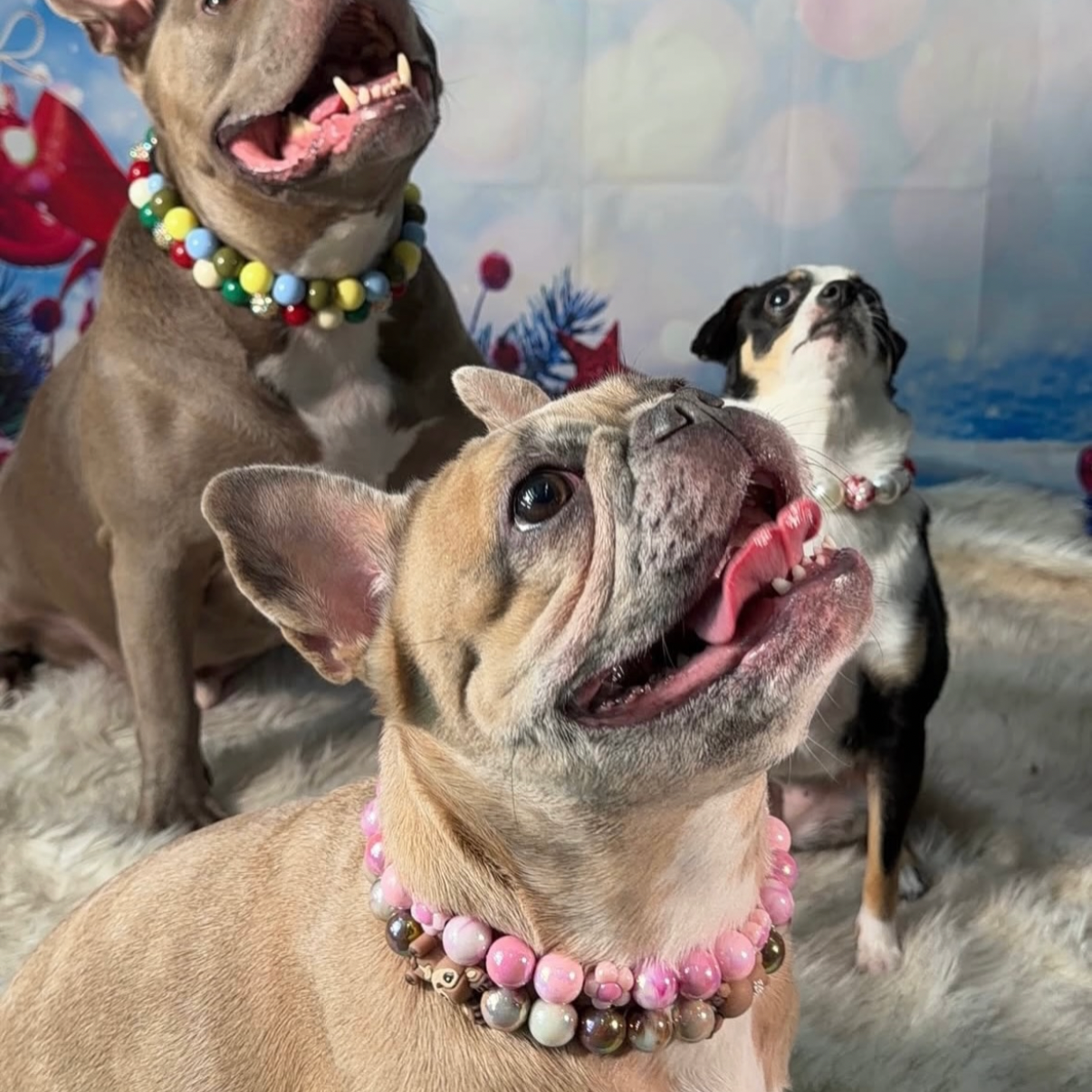 Three dogs wearing colorful popnco beaded pet collars on a festive background