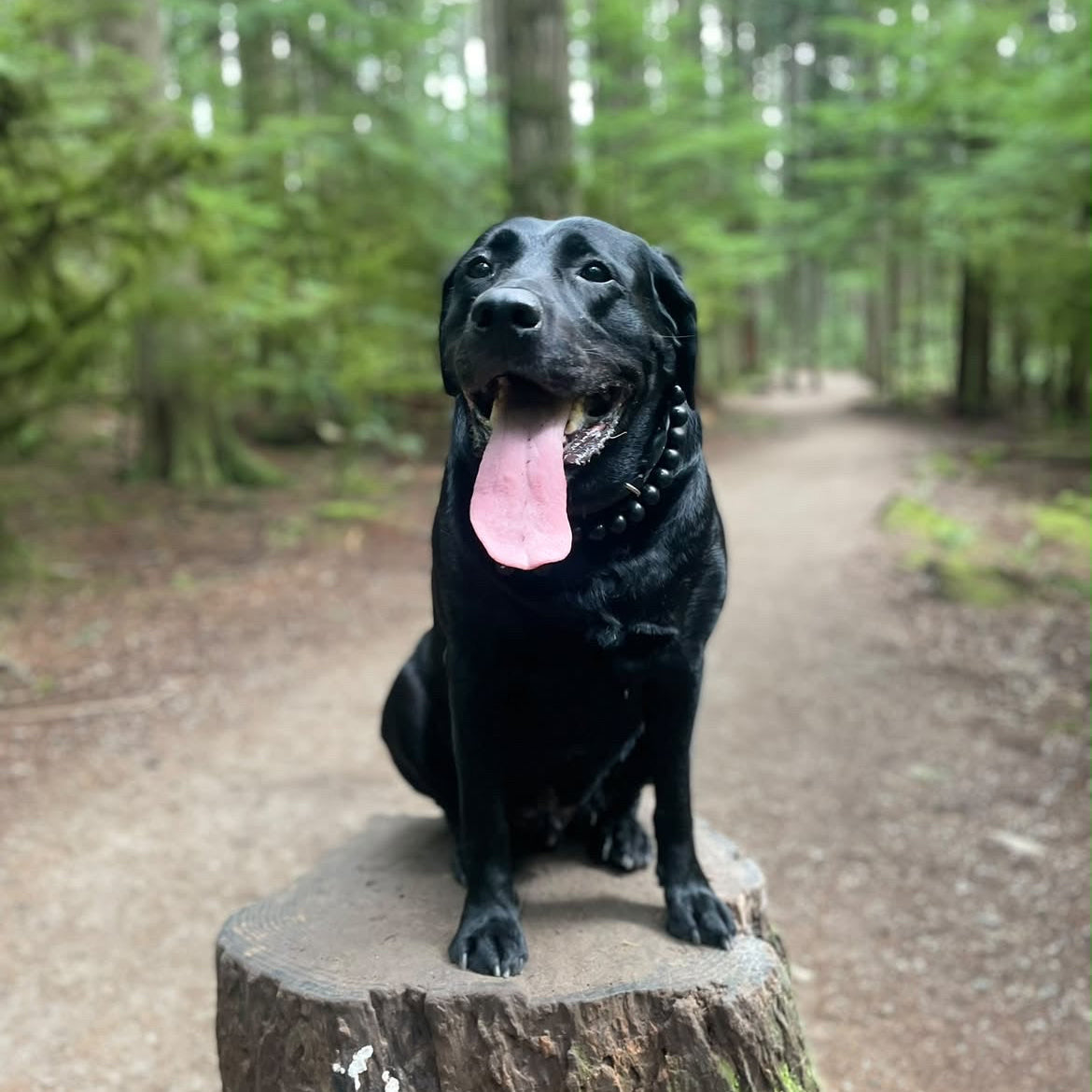 A black dog sitting on a tree stump in a forest path, with its tongue out and wearing a black collar.