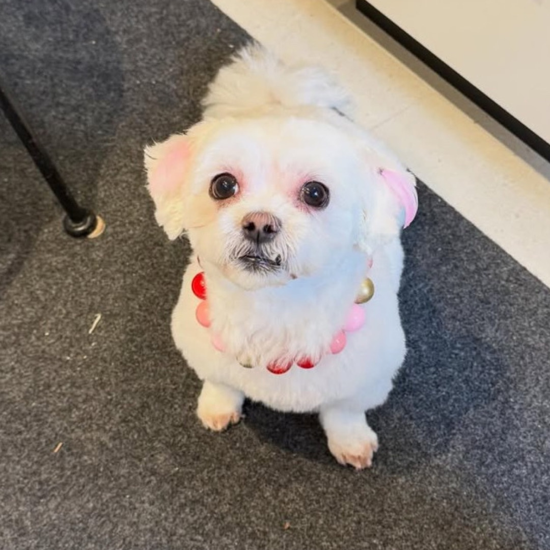 A small white dog wearing a pink and red beaded collar with a gold mixed in, sitting on a dark gray carpeted floor.