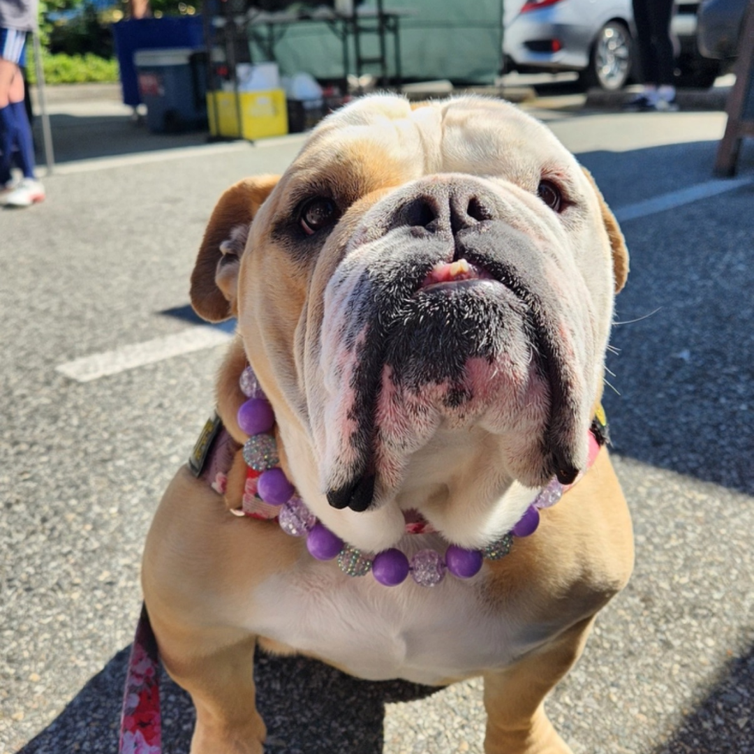 A close-up shot of a bulldog outdoors wearing a colorful beaded collar with purple beads and silver rhinestone accents.