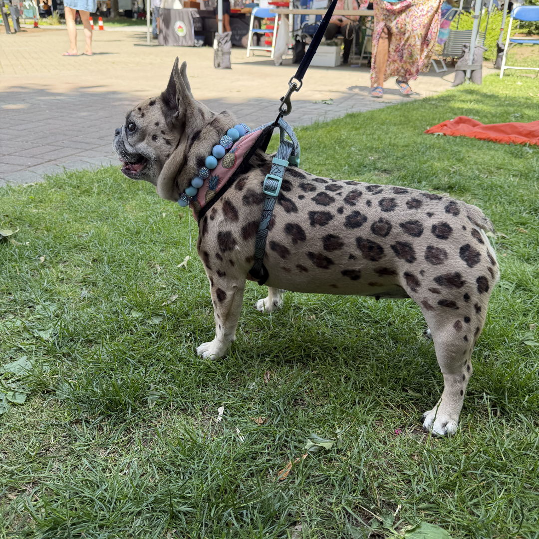 A spotted French Bulldog standing on grass outdoors, wearing a black harness with a teal buckle and a blue beaded collar.