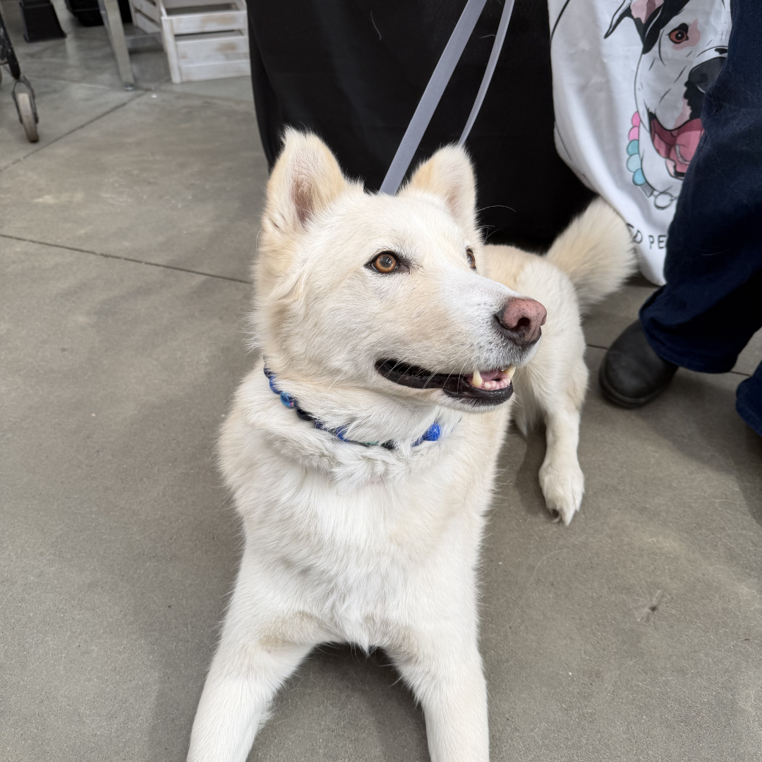 White dog on a leash laying on a concrete floor wearing The indigo blue beaded pet collar featuring alternating royal blue, dark blue and navy blue solid beads mixed with blue crackle beads in 20mm on aircraft grade stainless steel wire