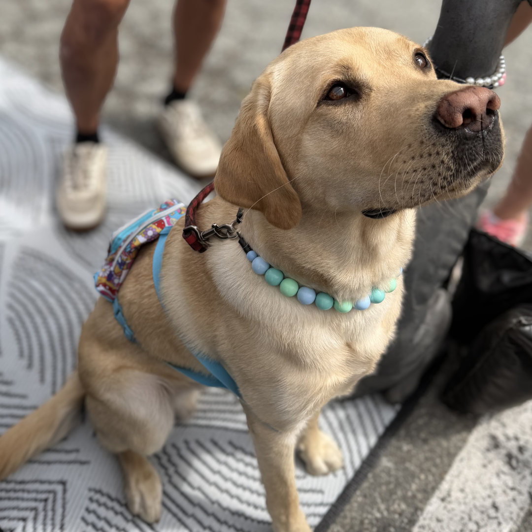 A yellow Labrador retriever wearing a blue harness and a light blue beaded collar sits on a patterned blanket outdoors, with parts of people's legs and shoes visible around it.