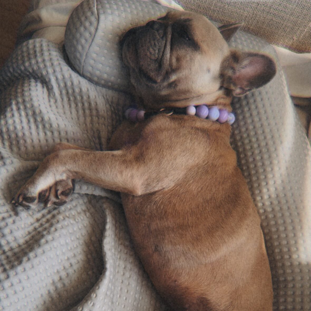 A sleeping French bulldog lying on a textured cream blanket, wearing a lavender purple beaded collar.