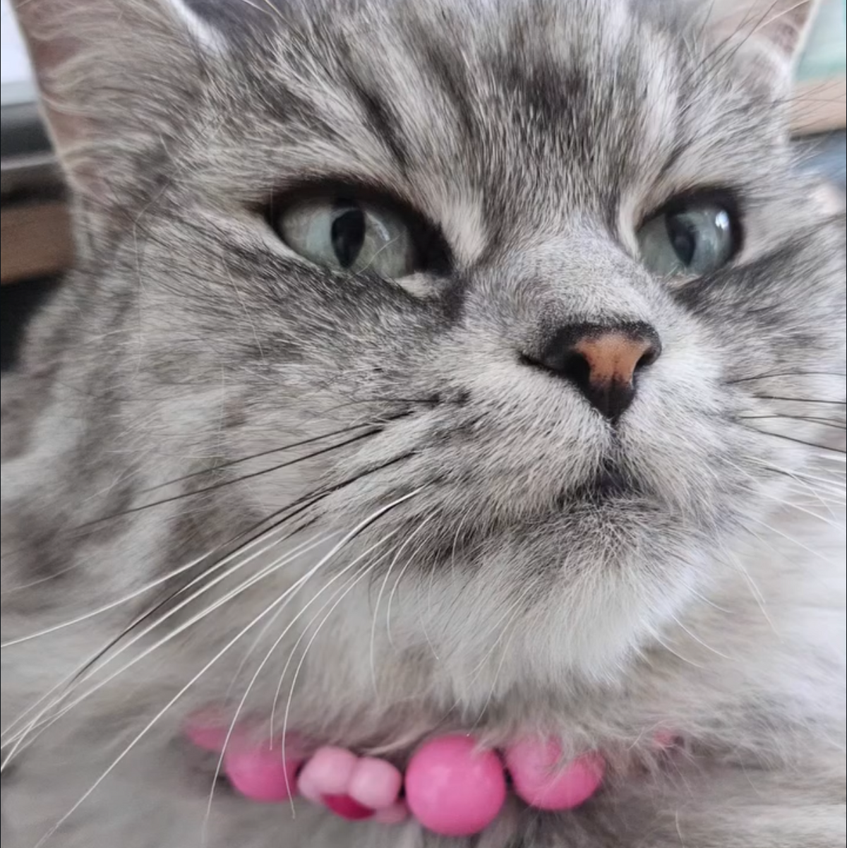 A close-up photo of a gray tabby cat wearing a pink beaded collar. The image has a social media style overlay with the text 'Sesame with her new color from @popco.