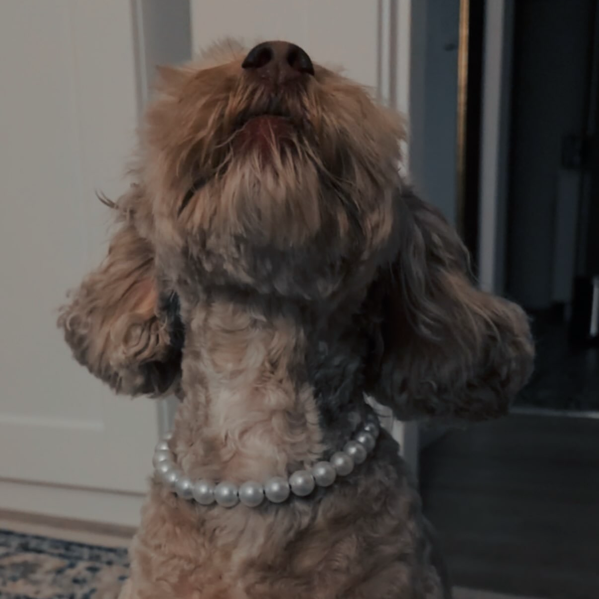 A brown curly-haired dog wearing a pearl collar sits on a patterned rug indoors. The photo appears to be a social-media-style screenshot with status text near the dog.