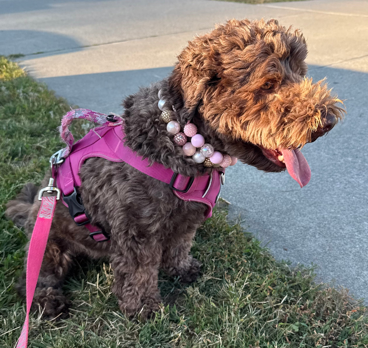 A brown curly-haired dog wearing a bright pink harness and matching leash, sitting on grass next to a paved path. The dog is also wearing a pink beaded collar.