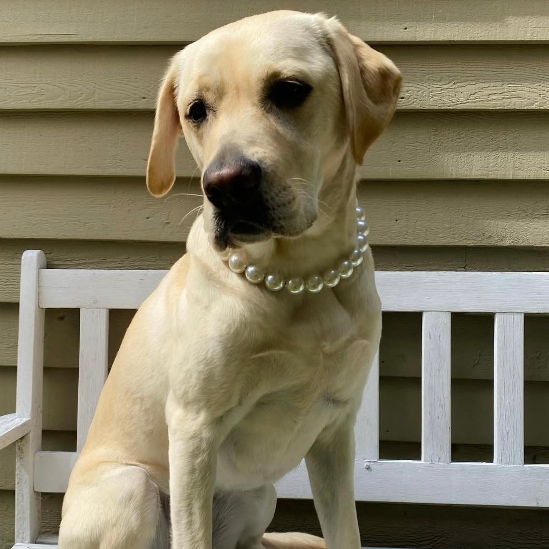 Dog wearing a pearl necklace sitting on a white bench against a beige wall.
