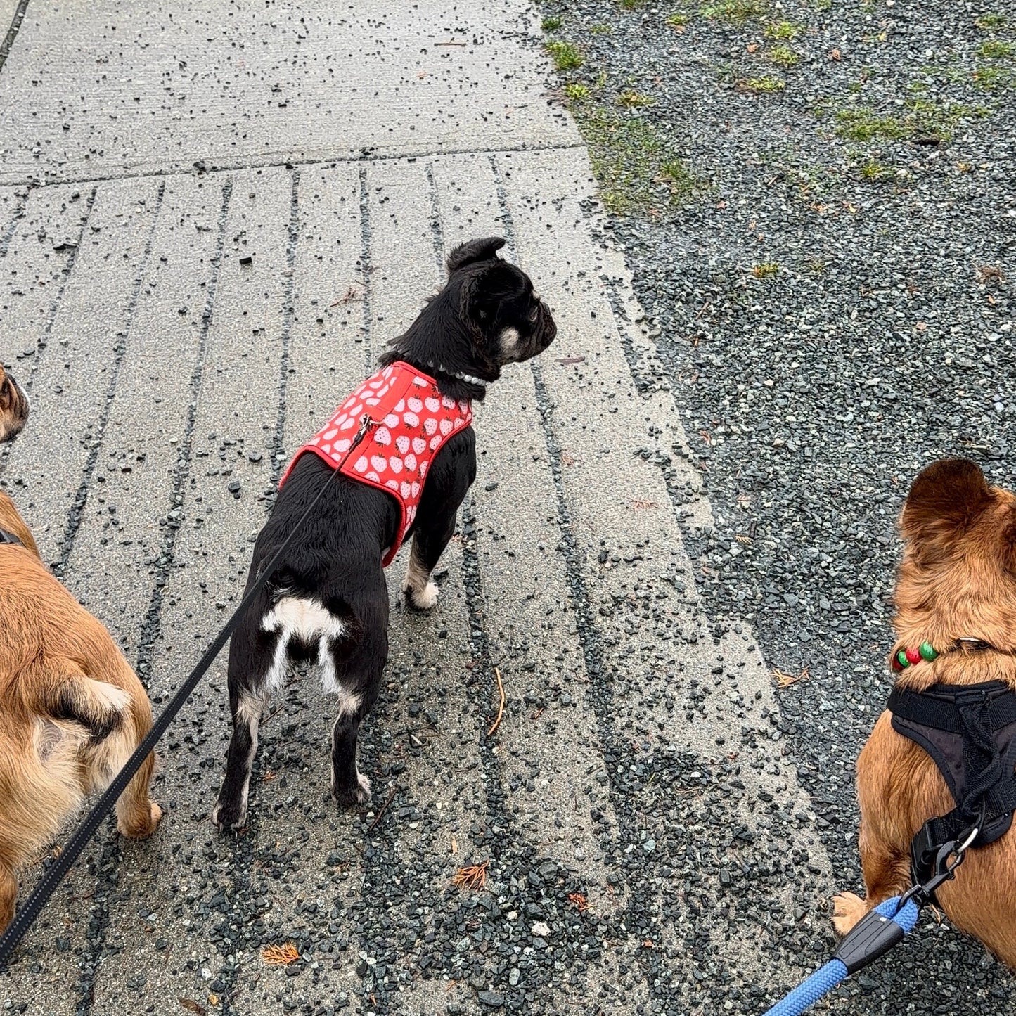 Three dogs on leashes walking on a sidewalk with grass and gravel on either side.
