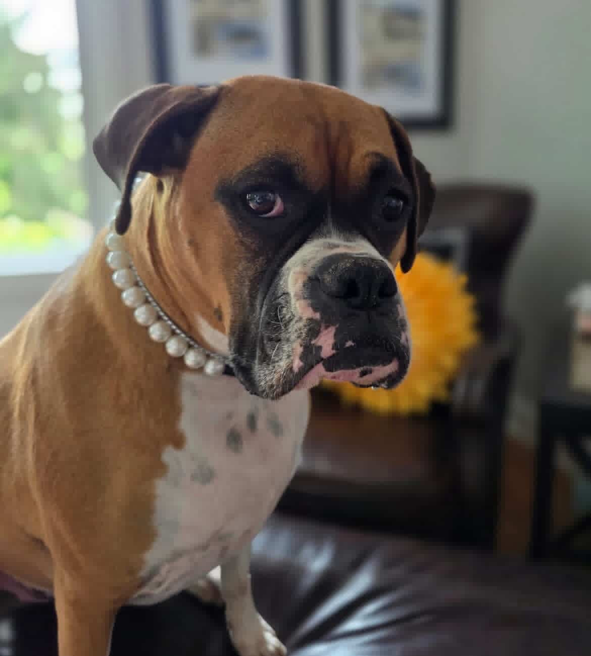 Boxer dog wearing a pearl necklace indoors