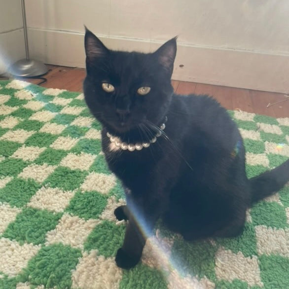 Black cat wearing a pearl necklace on a green and white checkered rug