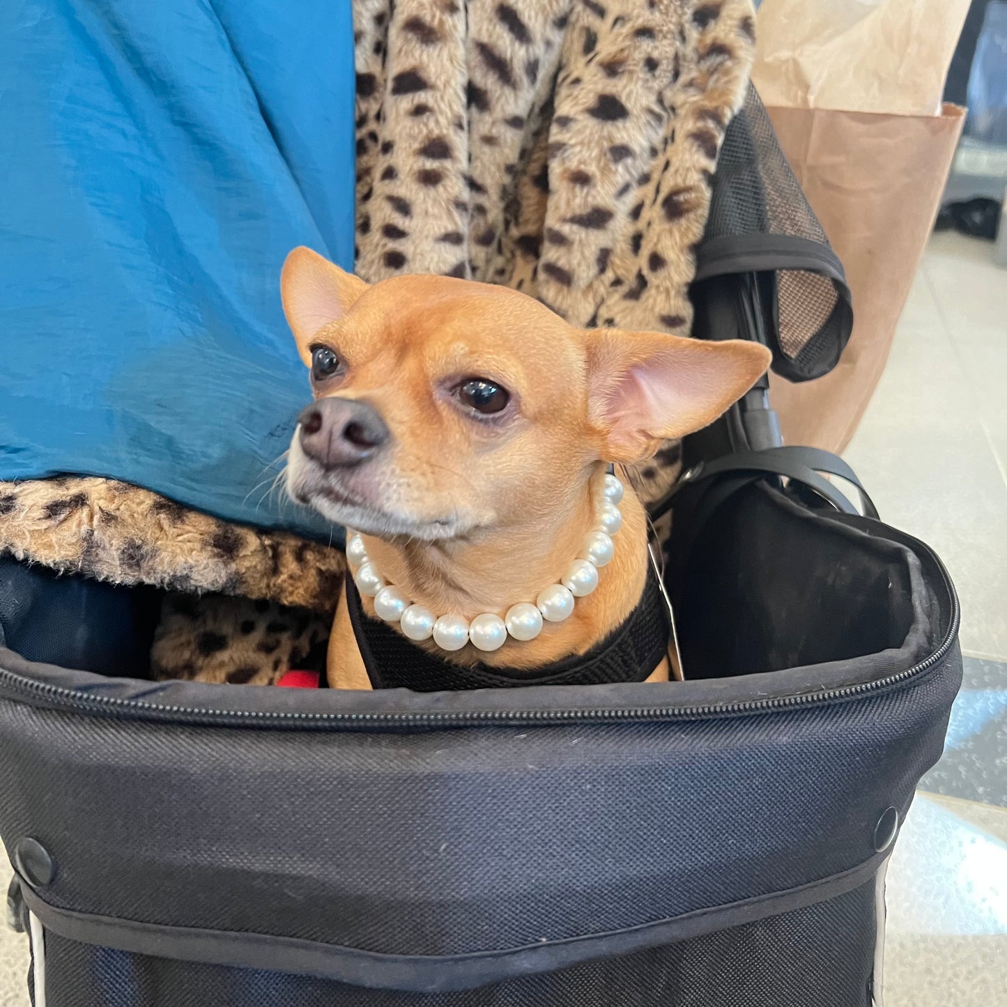 Small dog wearing a pearl necklace in a stroller