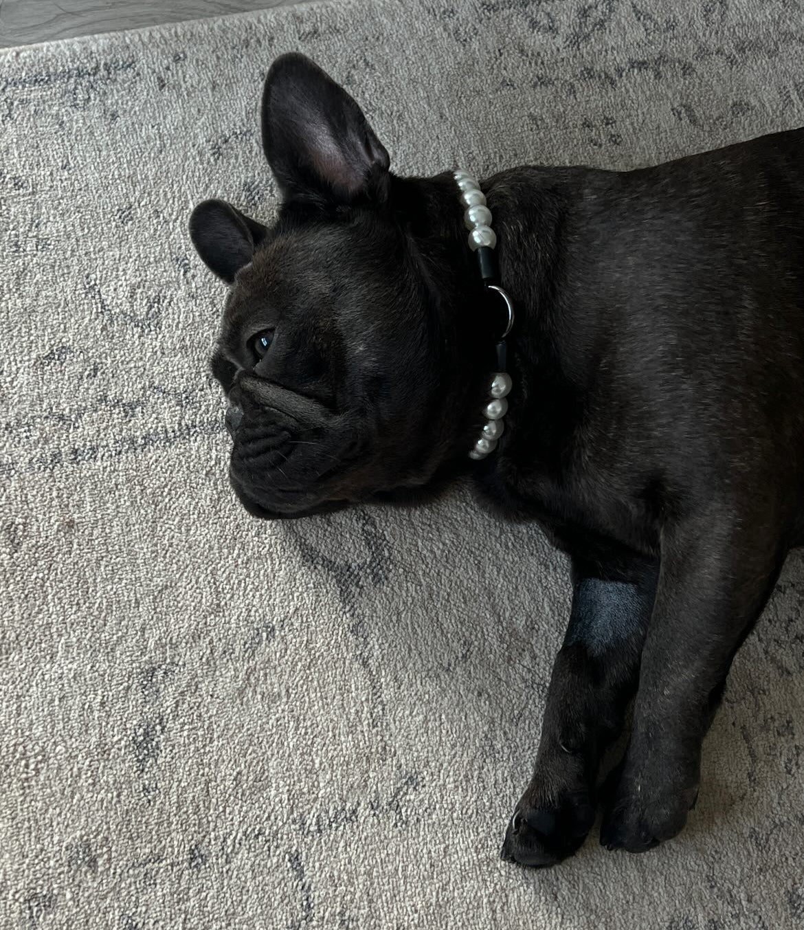 Black dog lying on a carpeted floor wearing a collar with beads.